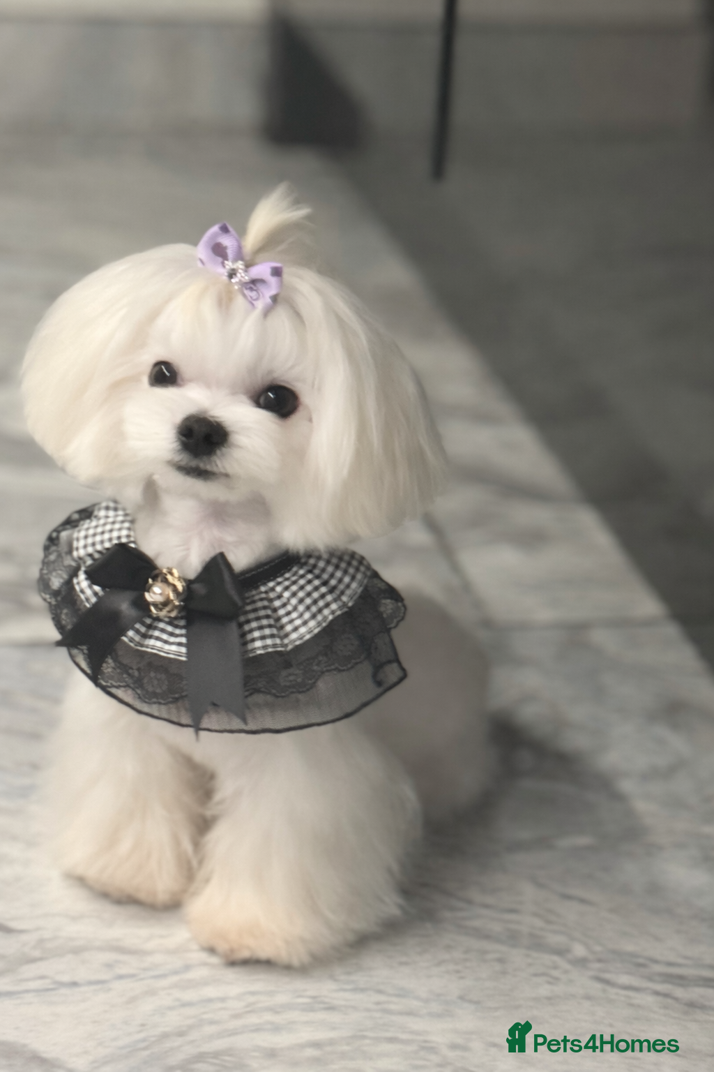 Maltese dogs Full KOREAN health ✅ tiny stud licensed 5* quality - Advert 2