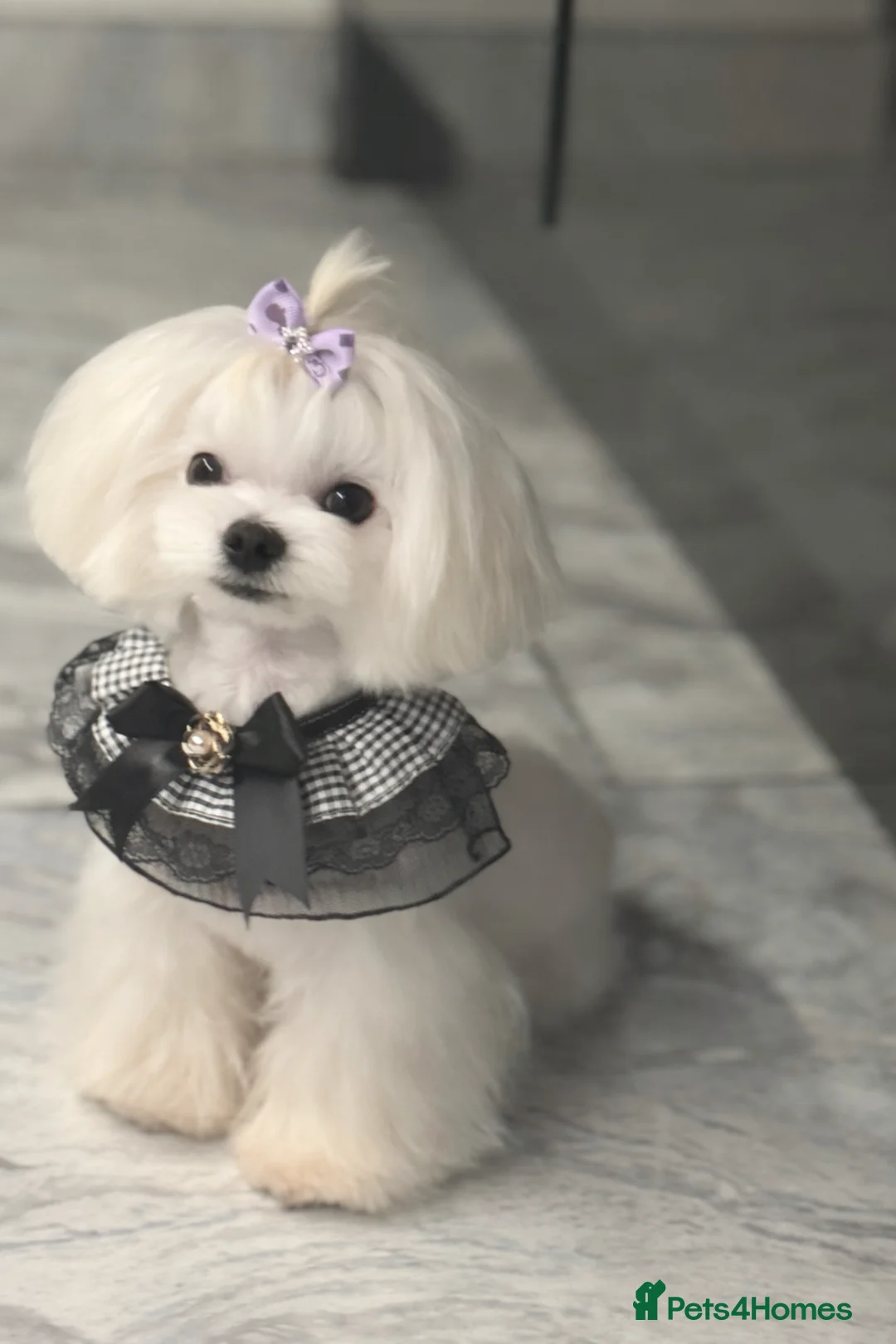 Maltese dogs for stud: Full KOREAN health ✅ tiny stud licensed 5* quality - Advert 2