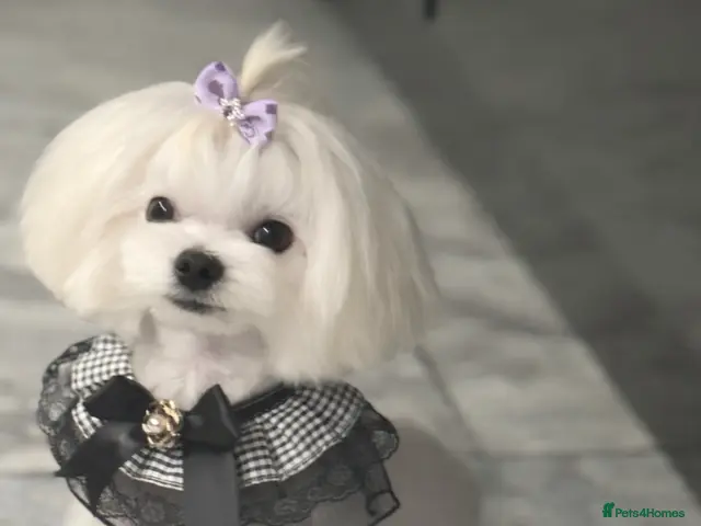 Maltese dogs for stud: Full KOREAN health ✅ tiny stud licensed 5* quality - Advert 2