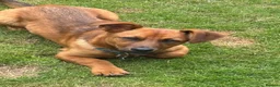 Mixed Breed dogs for adoption: Russo  in Egremont - Advert 3