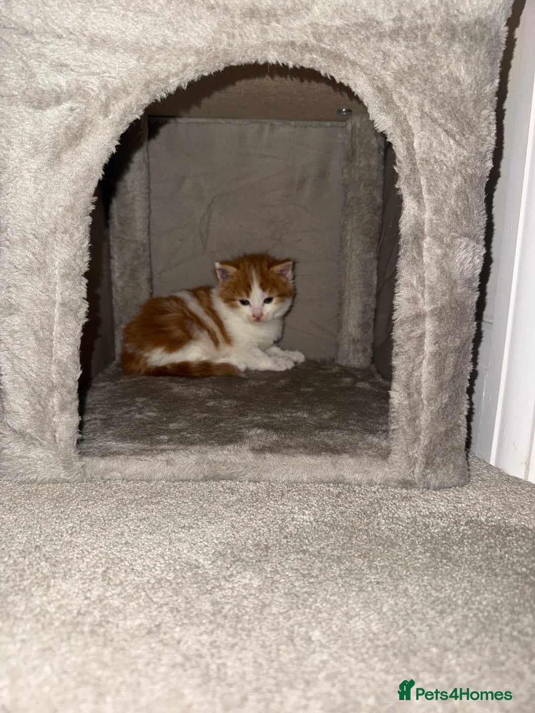 British Longhair cats for sale: Female long haired Ginger and White - Advert 6