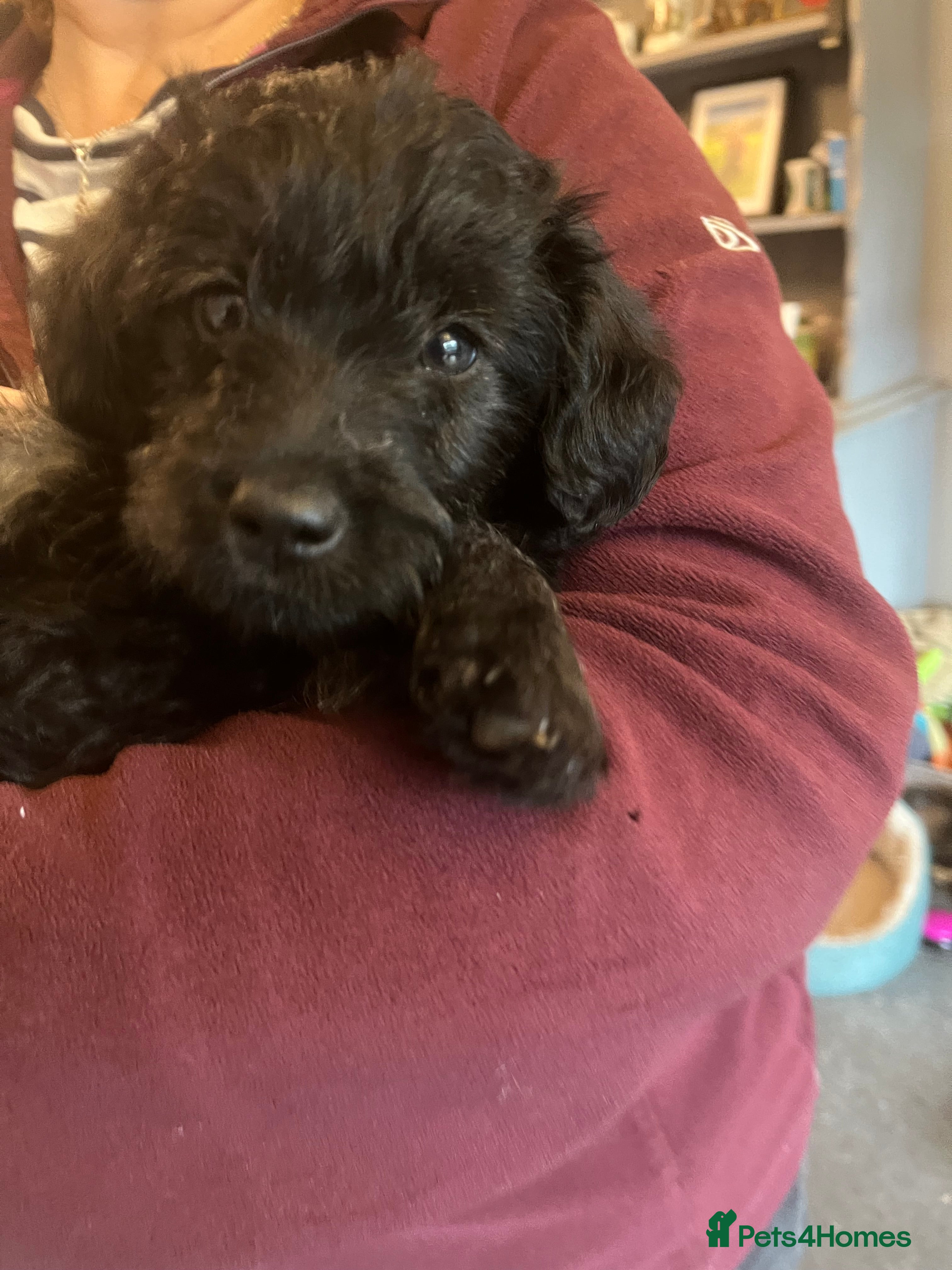 Jackapoo dogs JACKAPOO Puppies, DNA health screened - Advert 6