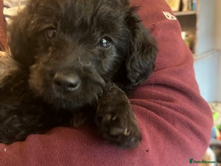 Jackapoo dogs JACKAPOO Puppies, DNA health screened - Advert 2