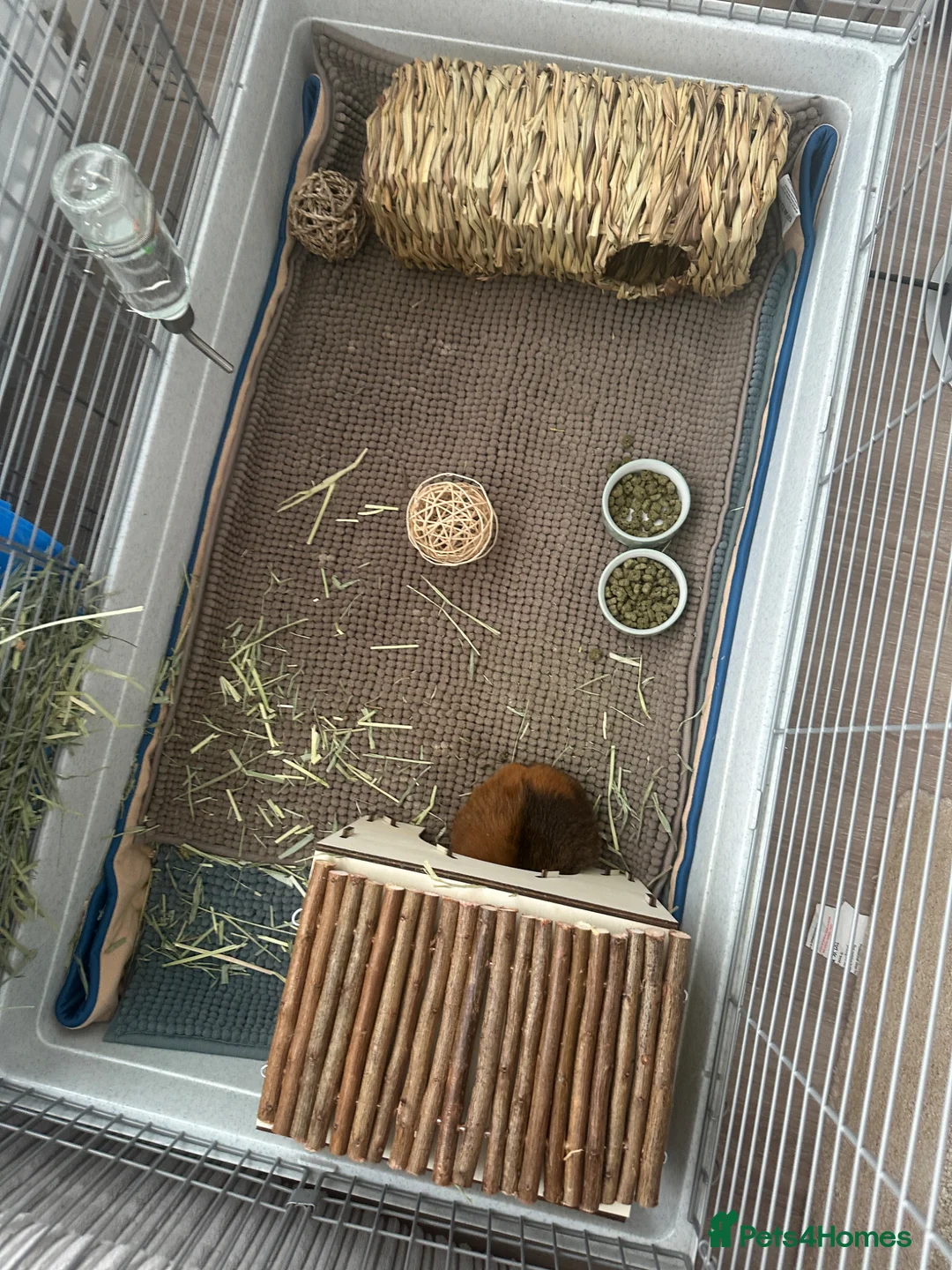 Guinea Pig rodents for sale: cage, food, accessories - Advert 5