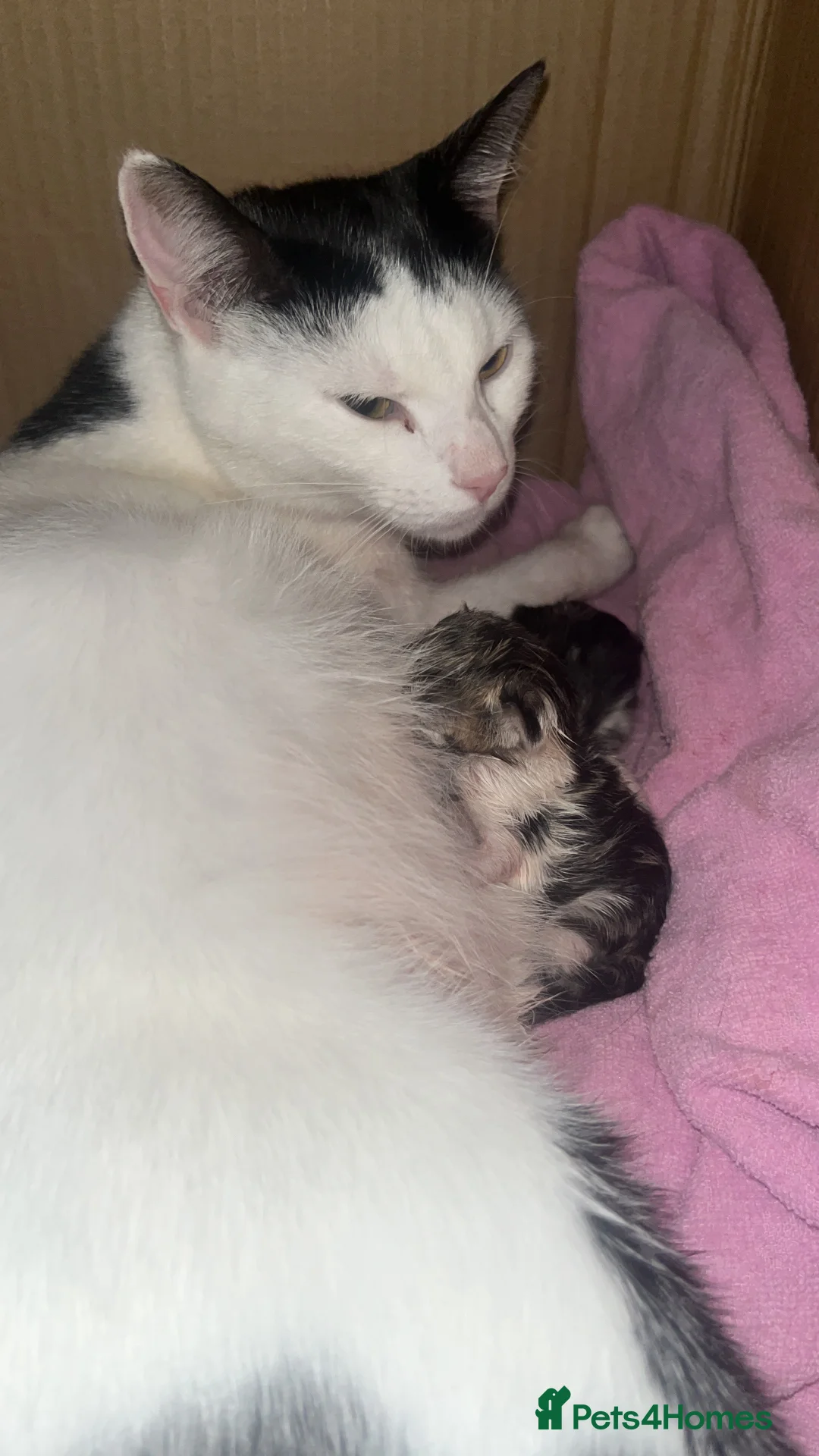 Mixed Breed cats for sale: CUTE KITTENS FOR SALE - Advert 3