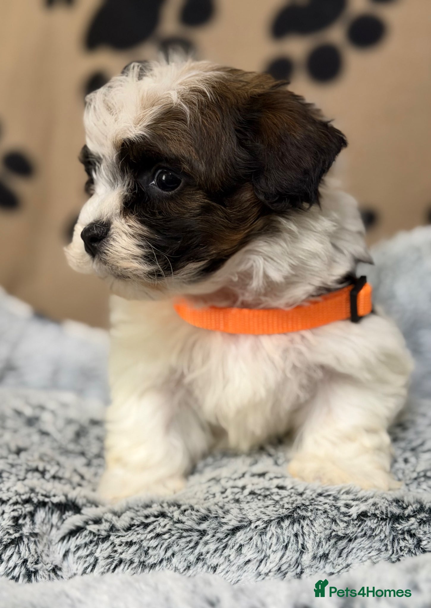 Havanese dogs Beautiful Havanese Kc Reg’d Puppies - Advert 17