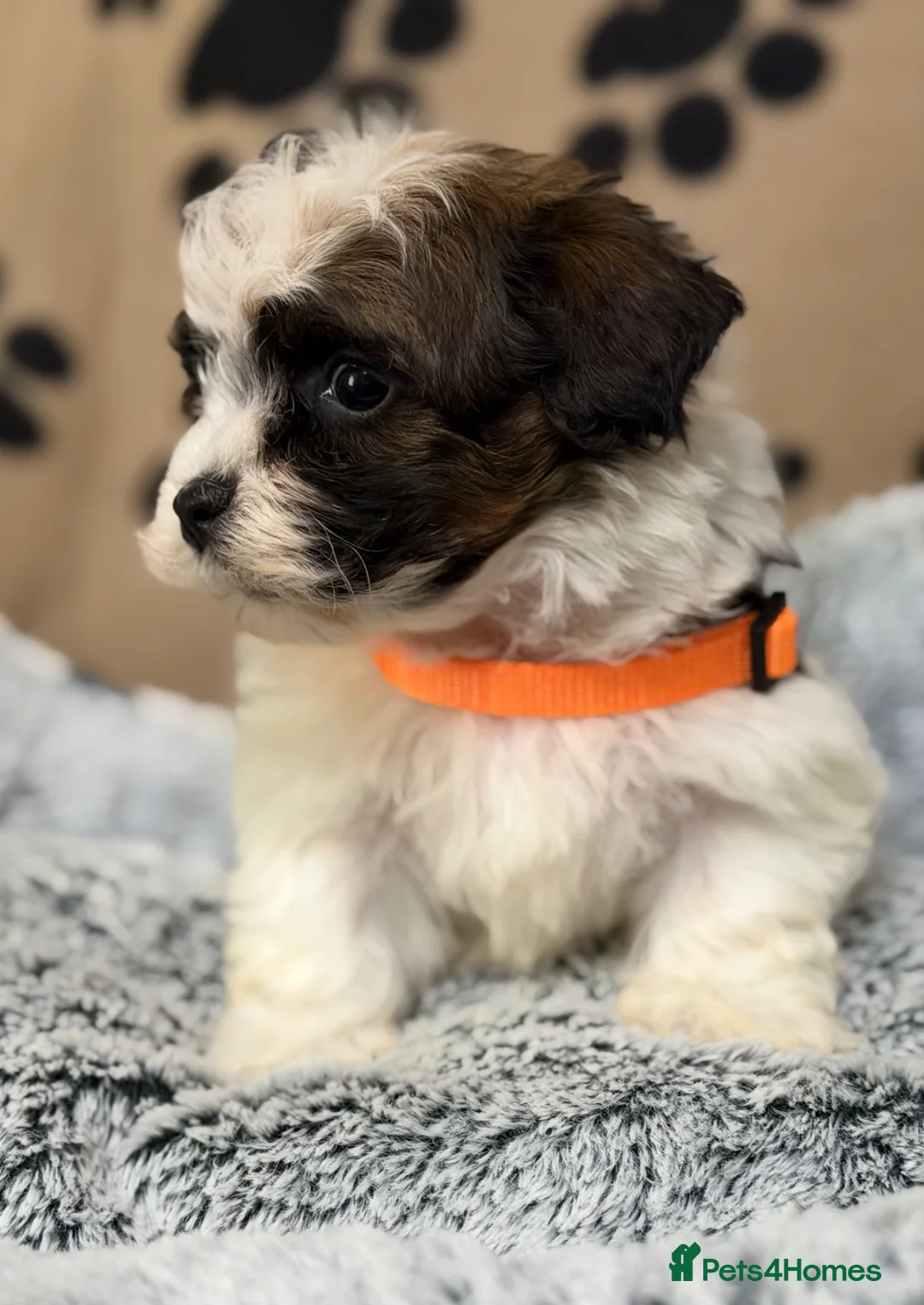 Havanese dogs for sale: Beautiful Havanese Kc Reg’d Puppies - Advert 1