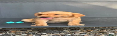 Labrador Retriever 1