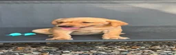 Labrador Retriever dogs for sale: Kc registered Working labrador puppies  - Advert 5