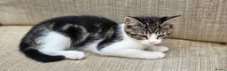 Mixed Breed cats for sale: 2 male kittens - Advert 9