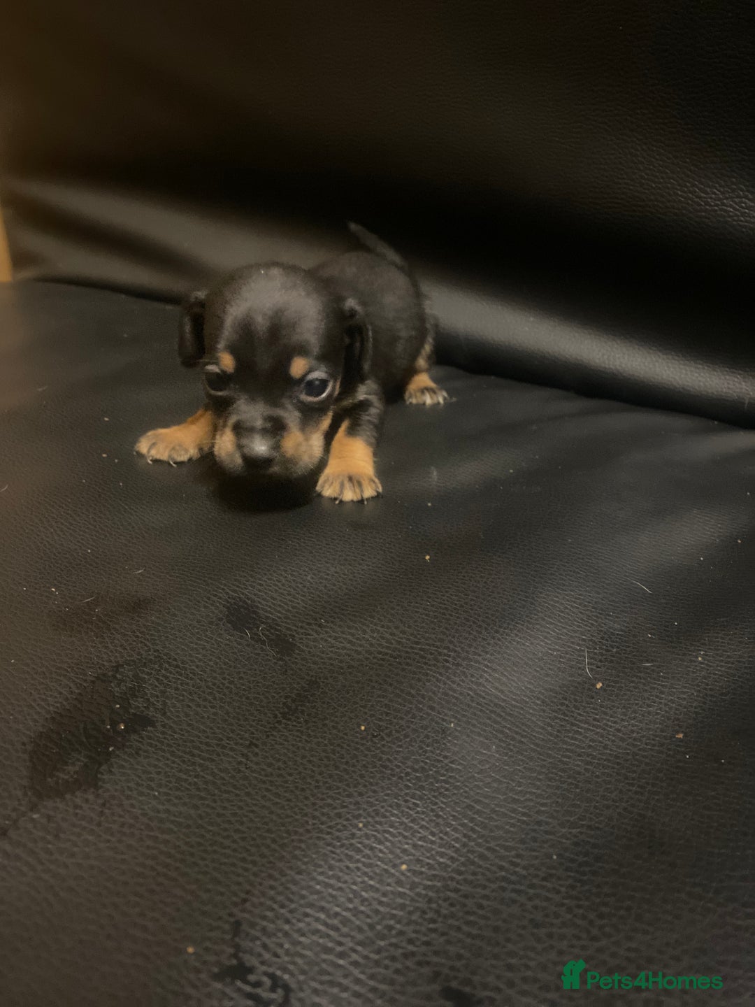 Jack Russell dogs for sale: 6 Jack Russell puppy’s  - Advert 9