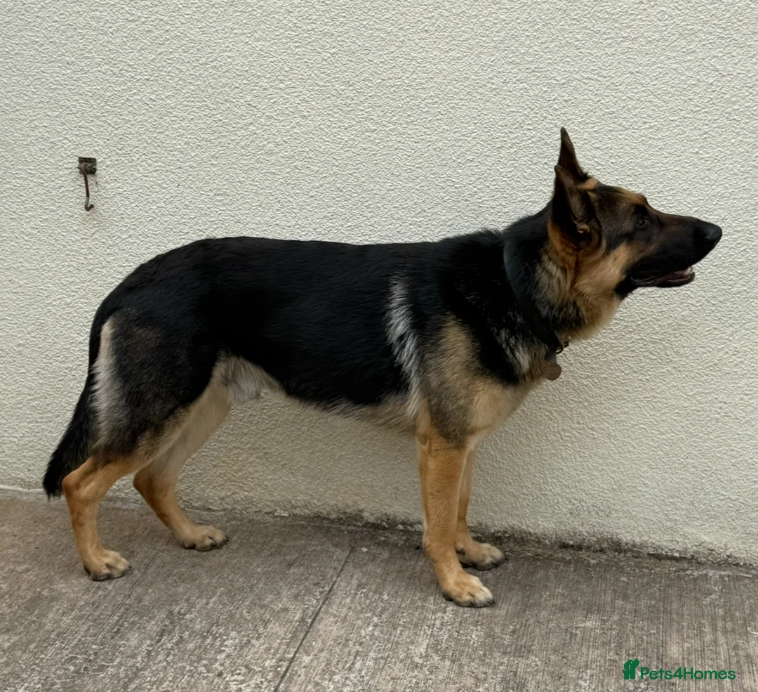 German Shepherd dogs for stud: KC Reg German Shepherd Proven Stud in Welshpool - Advert 13