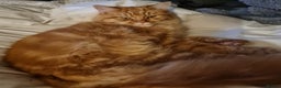 Mixed Breed cats for sale: Male Long haired ginger cat - Advert 5