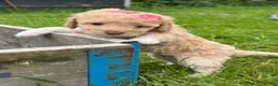 Mixed Breed dogs for sale:  2 female Adorable cockapoo looking for 5🌟 homes! - Advert 4