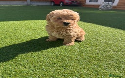 Cavapoo dogs for sale: Stunning F1bb Cavapoo puppies  - Image 7