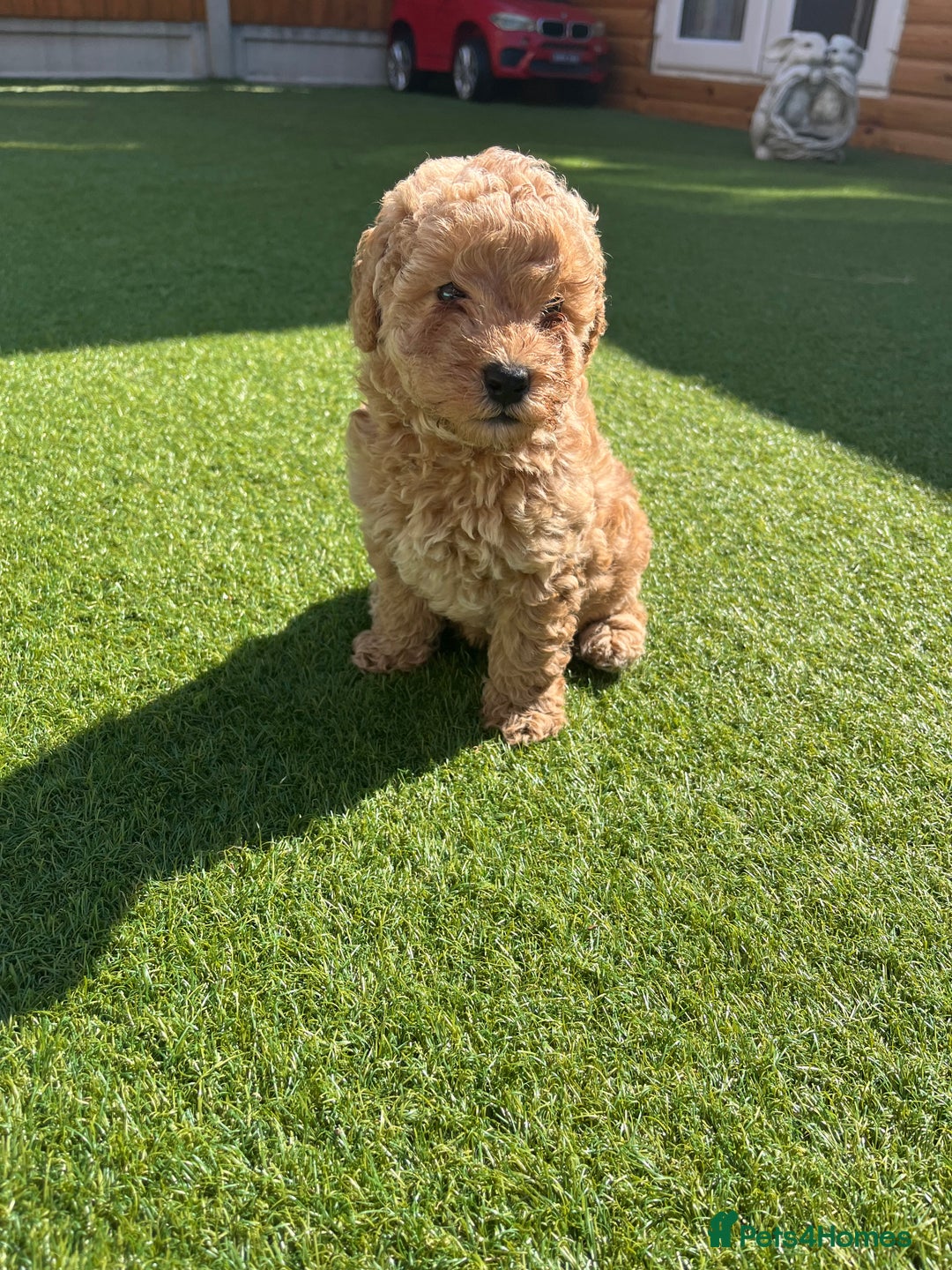 Cavapoo dogs for sale: Stunning F1bb Cavapoo puppies  - Image 7