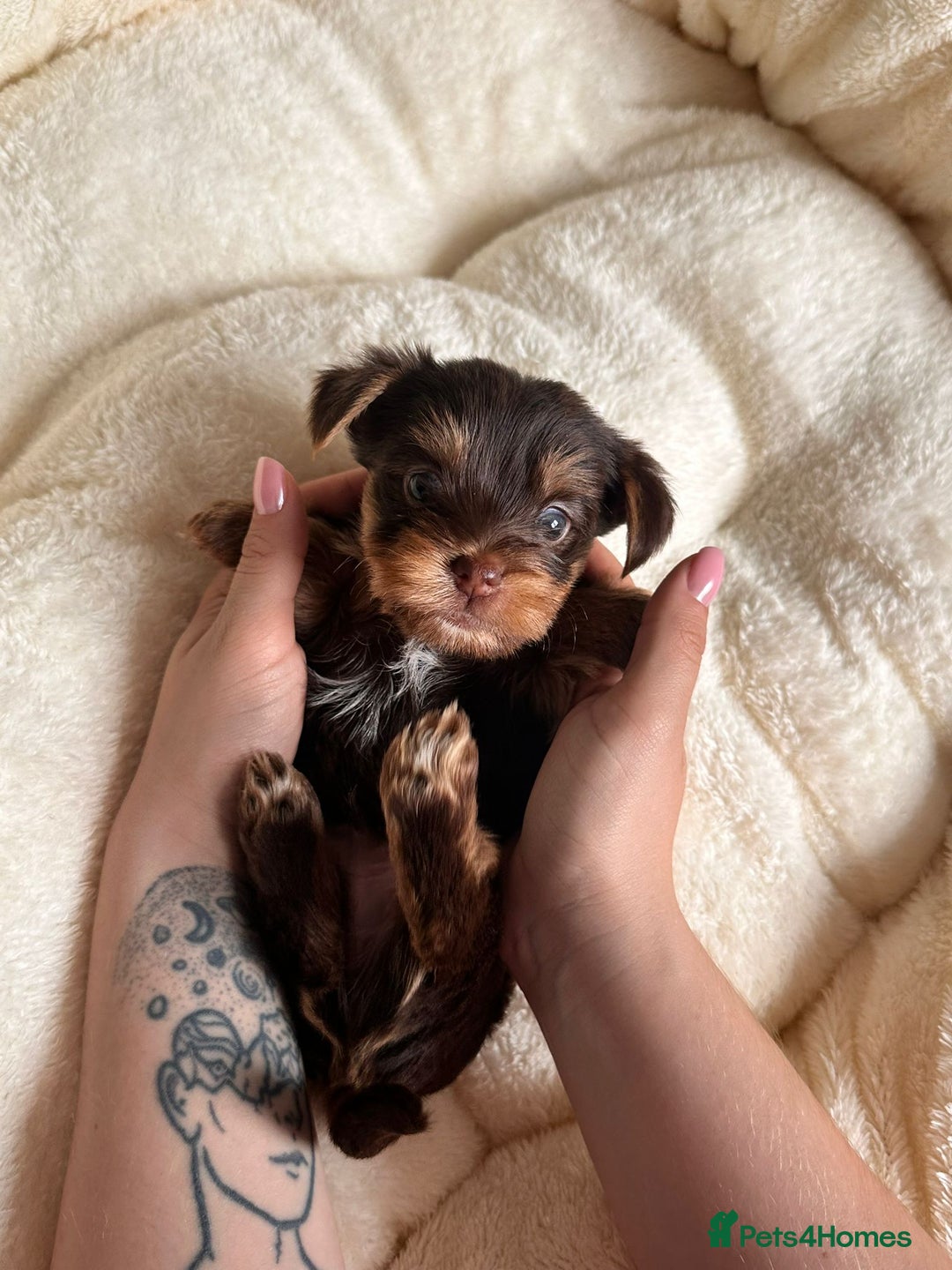 Yorkshire Terrier dogs for sale: DNA tested parents - Yorkie puppies  - Image 21
