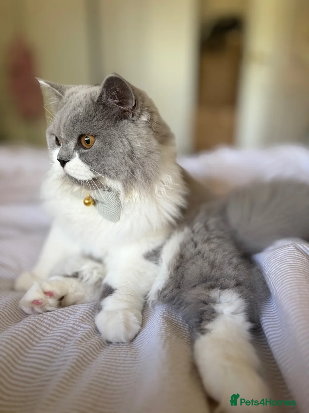 British Longhair cats for sale: Our Beautiful Hugo - Advert 17