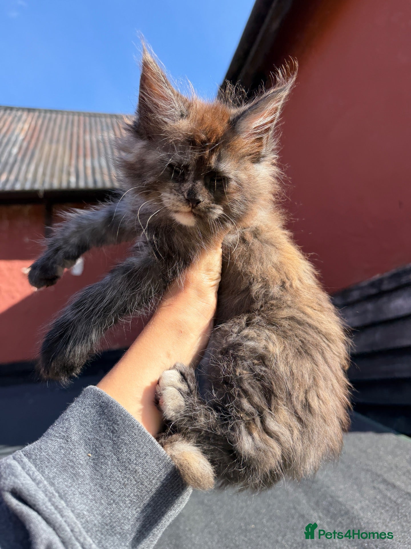 Maine Coon cats  8 Beautiful Maine Coon Kittens - Advert 2