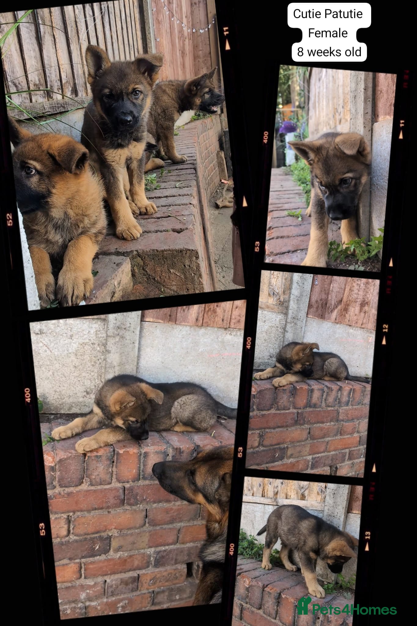 German Shepherd dogs Price Reduced! Last female German shepherd pups. - Advert 1