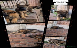 German Shepherd dogs for sale: Price Reduced! Last female German shepherd pups. - Image 1