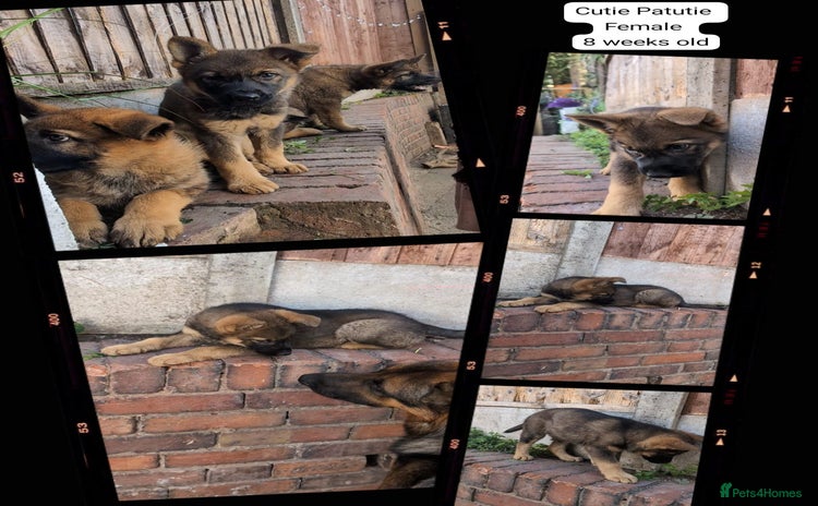German Shepherd dogs - Advert 1