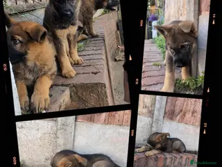 German Shepherd dogs Price Reduced! Last female German shepherd pups. - Advert 1