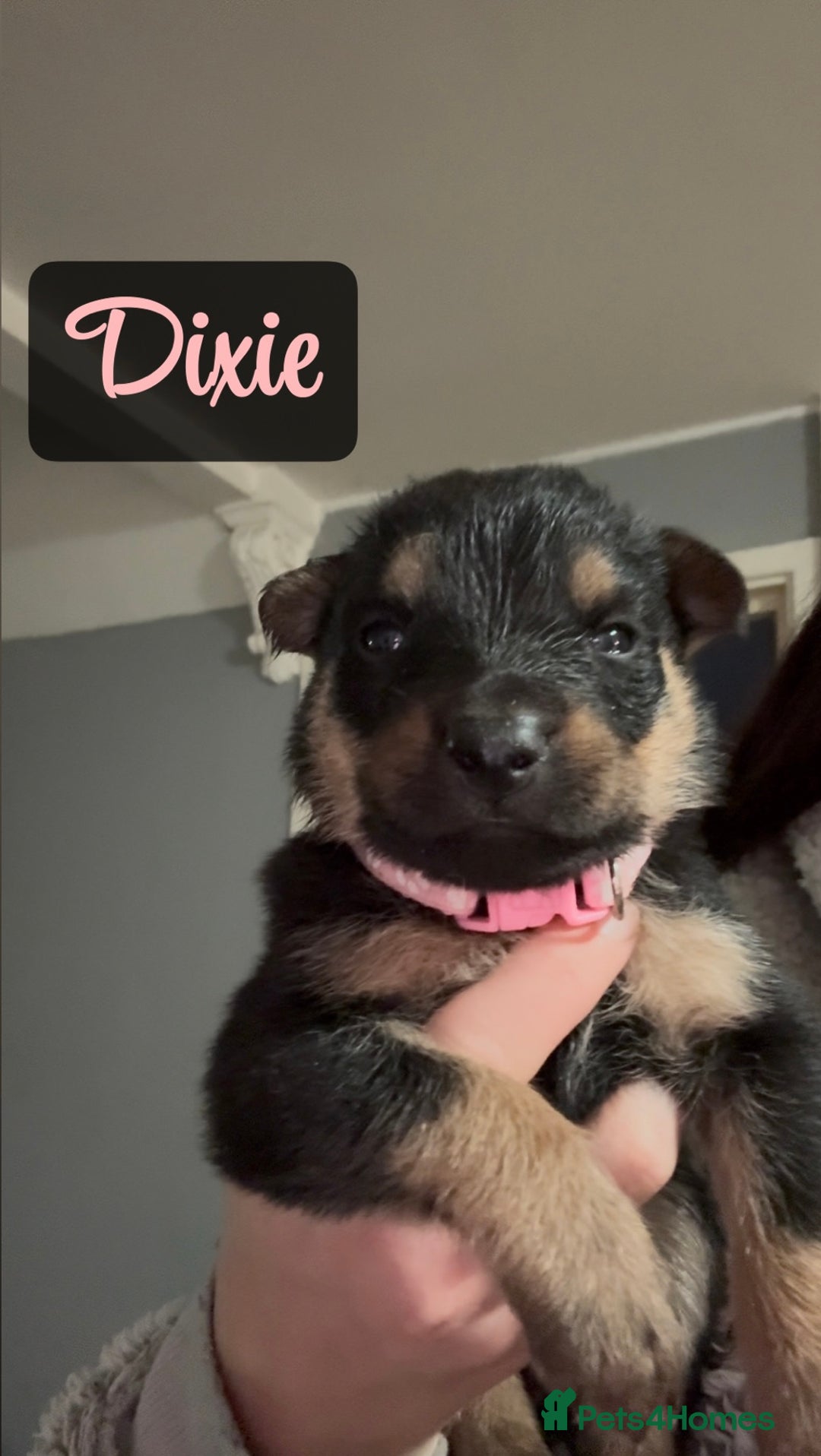 Shepsky dogs for sale: 9 beautiful Shepsky puppies in Doncaster - Advert 29