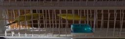 Budgerigars birds for sale: Coming Soon: Hand-Raised & Aviary Baby Birds! 🐦 - Advert 9
