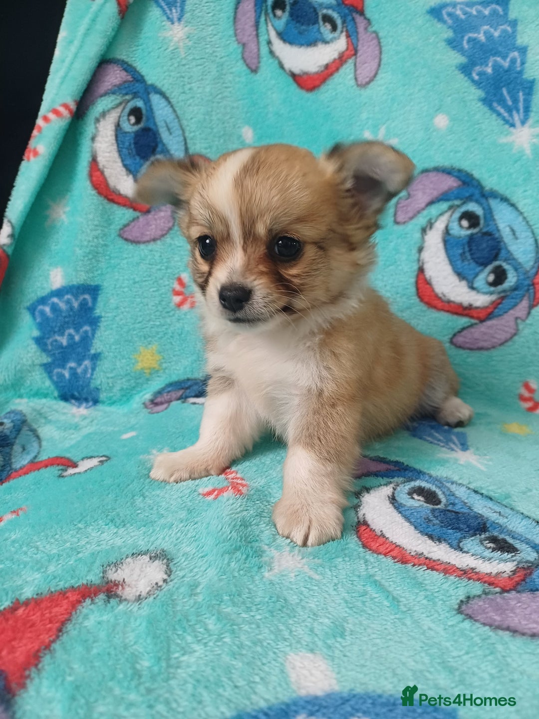 Chihuahua dogs for sale: Tiny adorable chihuahua pups 🐶  - Image 7