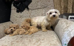 Maltipoo dogs for sale: Gourgeous toy maltipoo puppies❤️ - Image 14