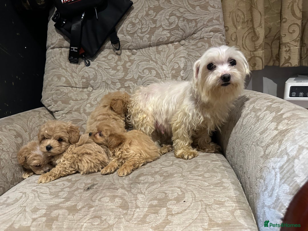 Maltipoo dogs for sale: Gourgeous toy maltipoo puppies❤️ - Image 14