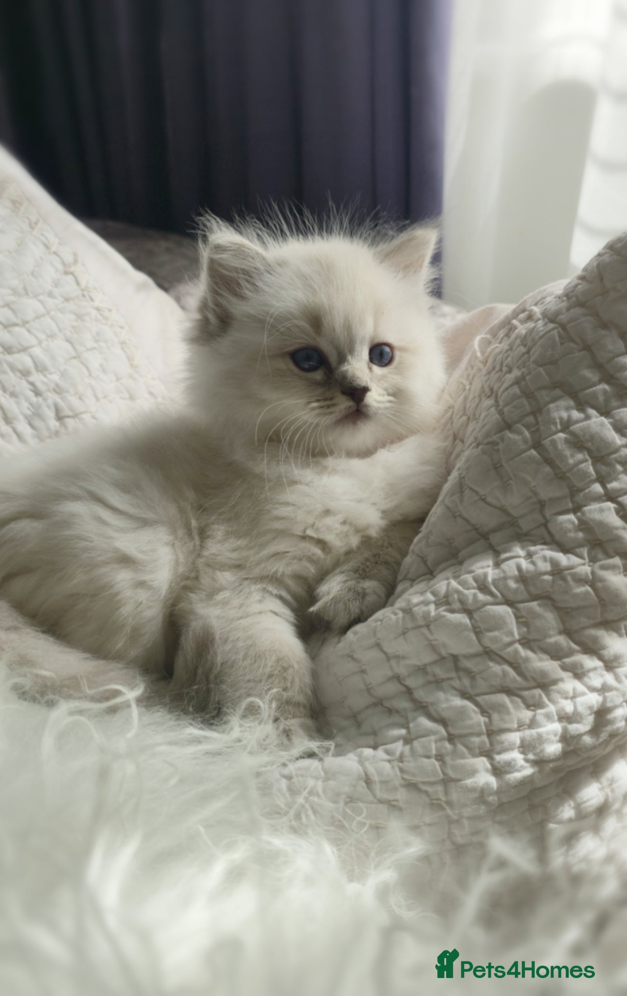 Ragdoll cats 💙PURE RAGDOLL KITTENS READY TO BE RESERVED🩷 - Advert 1