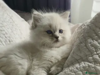 Ragdoll cats PURE RAGDOLL KITTENS - Advert 3