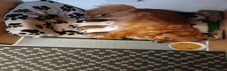 Pomeranian dogs for sale: Pomeranian Puppies in Hayes - Advert 1