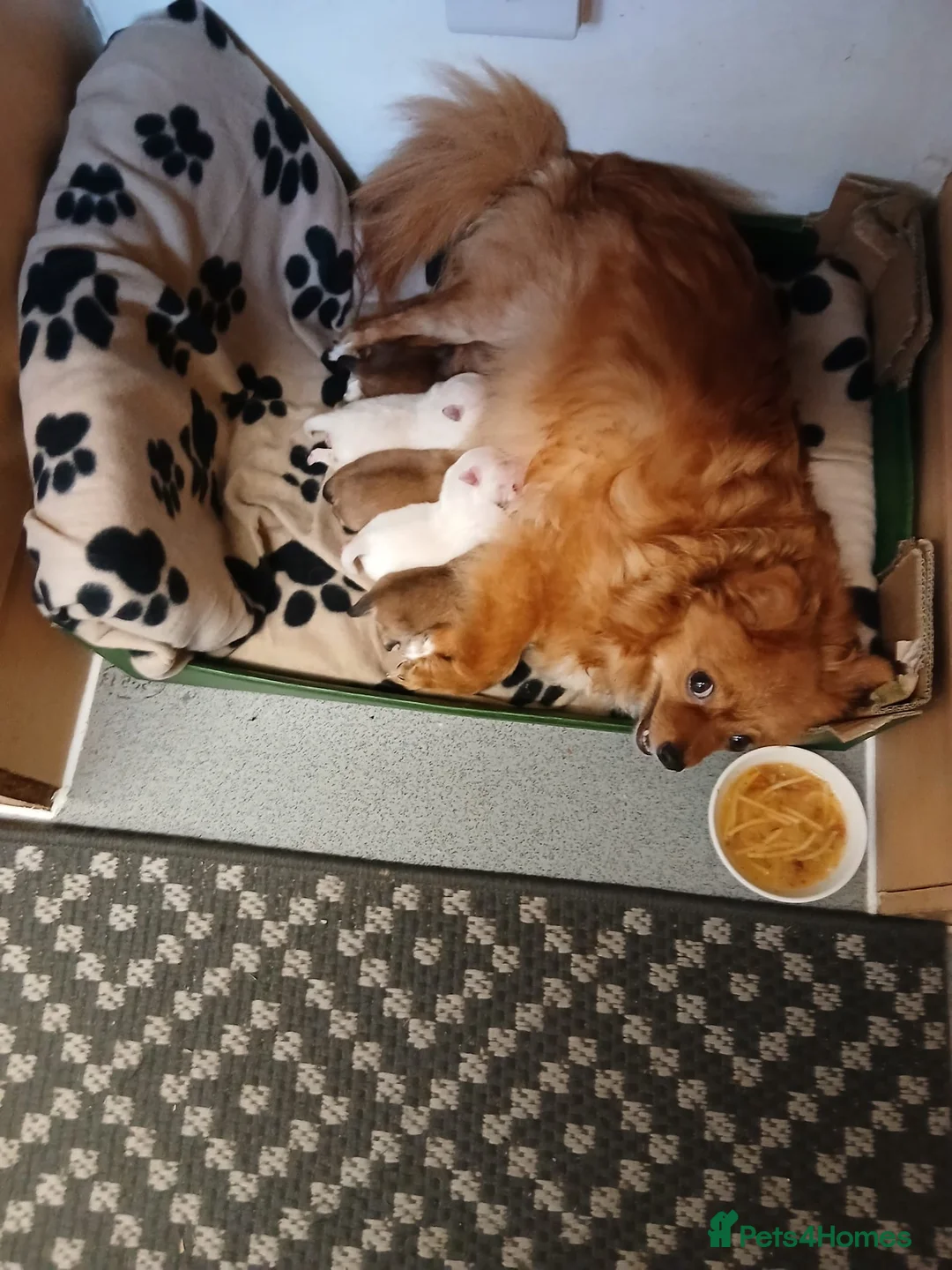 Pomeranian dogs for sale: Pomeranian Puppies in Hayes - Advert 1