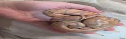 Python Snake reptiles for sale: Deposits on multiple baby ball pythons  - Advert 2