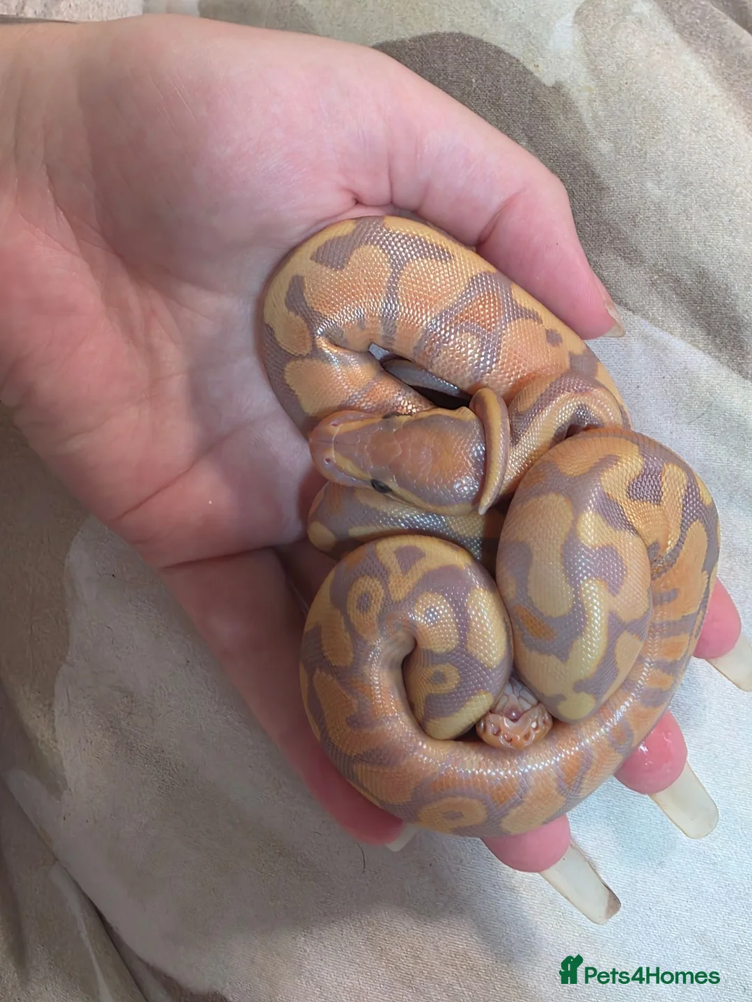 Python Snake reptiles for sale: Deposits on multiple baby ball pythons  - Advert 2