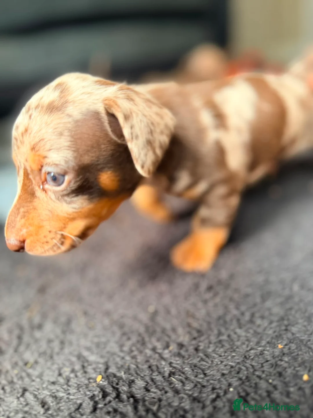Miniature Dachshund dogs for sale: Gorgeous dachshund puppies  - Advert 12