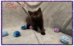 British Shorthair cats for sale: British shorthair kittens - Advert 12