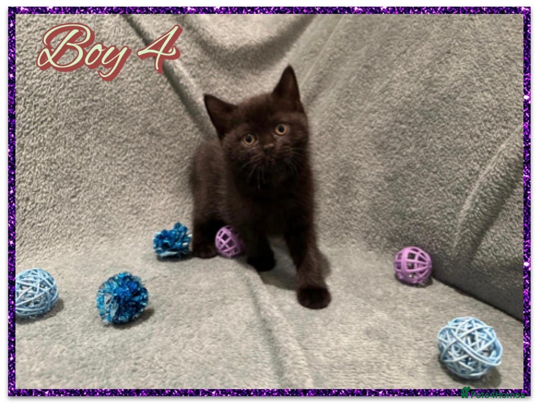 British Shorthair cats for sale: British shorthair kittens - Advert 12