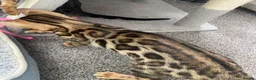 Bengal cats for sale: ‼️UPDATE ‼️Ready now TICA REGISTERED  - Advert 23