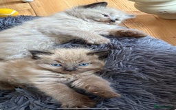 Ragdoll cats for sale: Pedigree Mink Ragdoll kittens  - Image 5