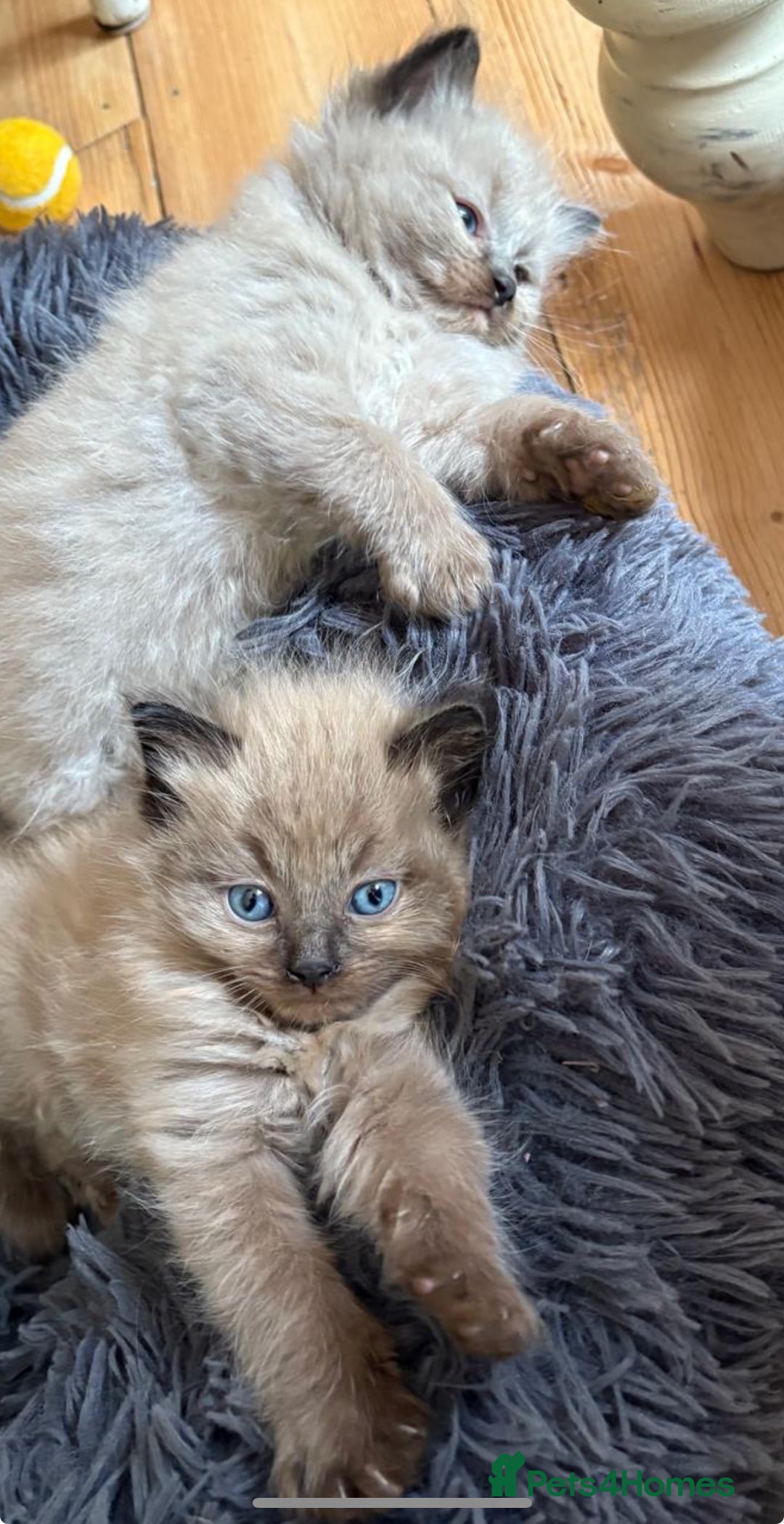 Ragdoll cats for sale: Pedigree Mink Ragdoll kittens  - Image 5