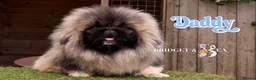 Pekingese dogs for sale: 💙OUTSTANDING QUALITY BOY 💙 champion lines in Gateshead - Advert 3