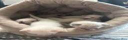 Ragamese cats for sale: Ragamese kittens for sale  in West Calder - Advert 6