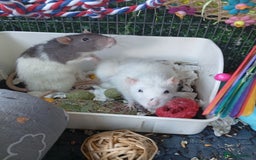 Ringnecks birds for sale: Male rats white and white and brown  - Image 6