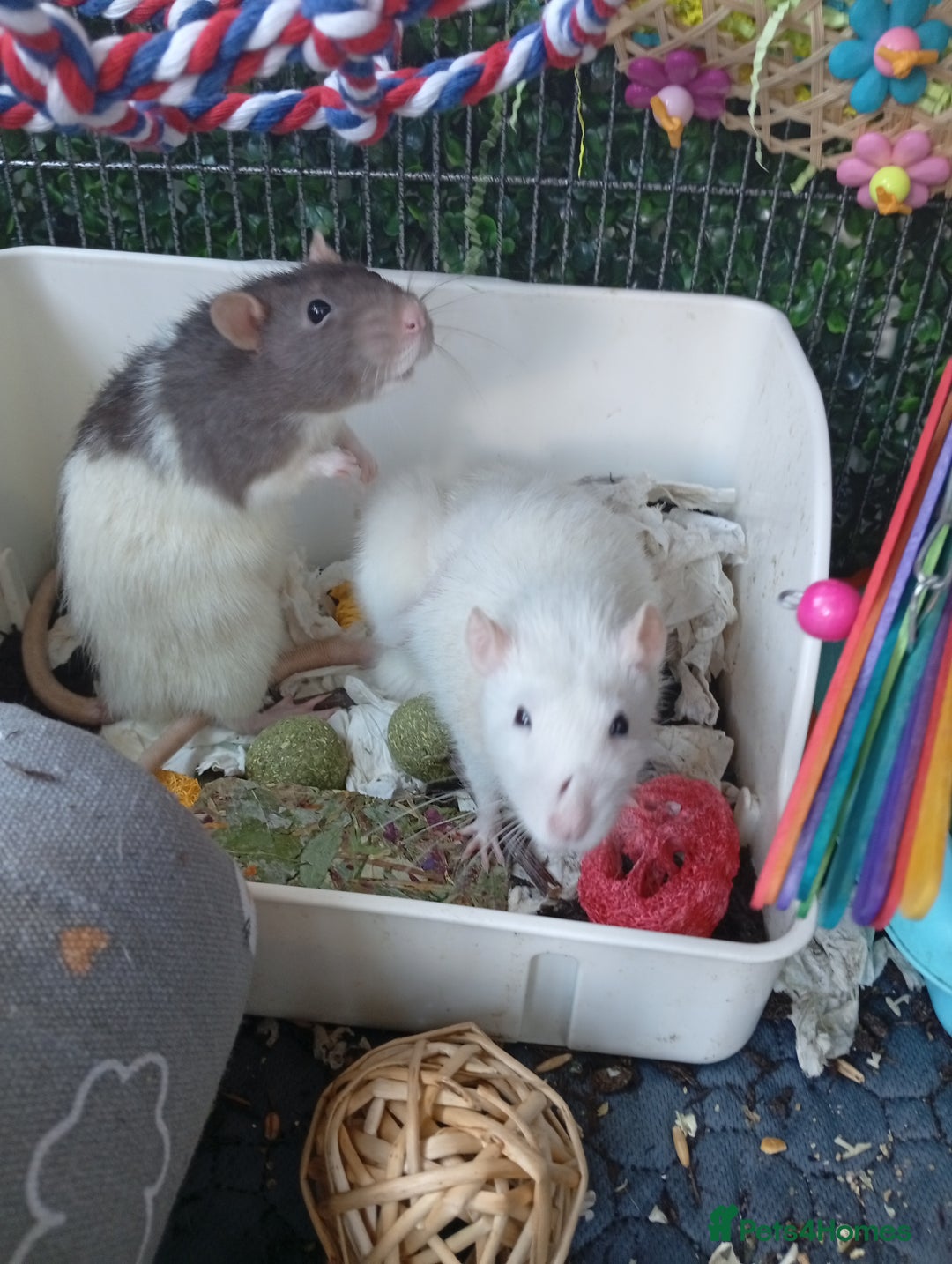 Ringnecks birds for sale: Male rats white and white and brown  - Image 6