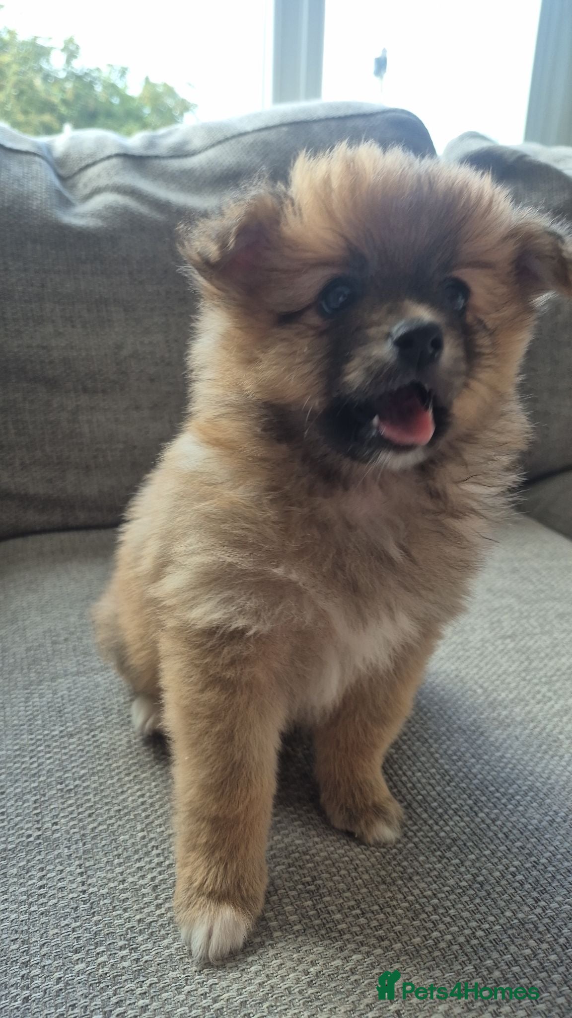 Pomeranian dogs 6 week old - 3 Pomeranian Puppies Ready Soon - Advert 2