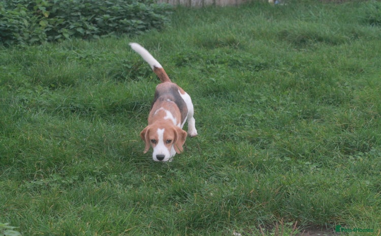 Beagle dogs - Advert 3